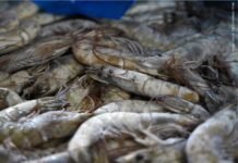 2024 Shrimp Industry Outlook Remains Uncertain
