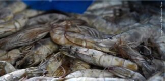 2024 Shrimp Industry Outlook Remains Uncertain