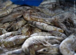 2024 Shrimp Industry Outlook Remains Uncertain