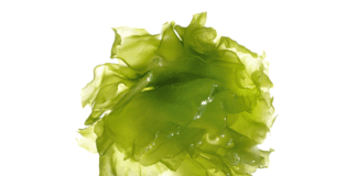 Seaweed Oil Extract for Livestock Methane Reduction