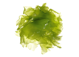 Seaweed Oil Extract for Livestock Methane Reduction