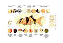 NSPAAD Unveils ‘Report Fish Disease’ Mobile App for Nationwide Aquatic Health Monitoring