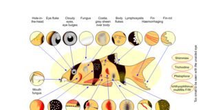 NSPAAD Unveils ‘Report Fish Disease’ Mobile App for Nationwide Aquatic Health Monitoring