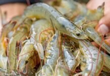 Ecuador’s Shrimp Industry Faces $1.5 Billion Loss in 2023