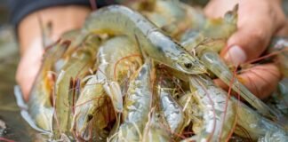 Ecuador’s Shrimp Industry Faces $1.5 Billion Loss in 2023