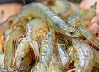 Ecuador’s Shrimp Industry Faces $1.5 Billion Loss in 2023