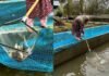 Annual Revenue of Kupwara Fish Farmers Reaches 2.8 Crore