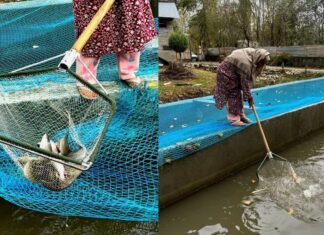 Annual Revenue of Kupwara Fish Farmers Reaches 2.8 Crore