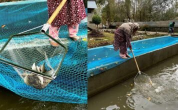 Annual Revenue of Kupwara Fish Farmers Reaches 2.8 Crore