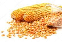 Agricultural University Innovates Maize Varieties