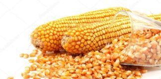 Agricultural University Innovates Maize Varieties