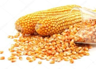 Agricultural University Innovates Maize Varieties