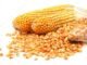 Agricultural University Innovates Maize Varieties