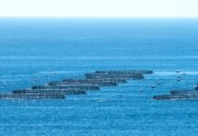 New aquaculture developments, opportunities emerge the entire world in 2024