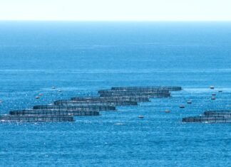 New aquaculture developments, opportunities emerge the entire world in 2024