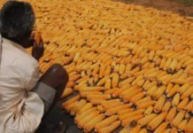 Maize Prices Surge Over 20% Due to Supply Shortfall and Increased Demand