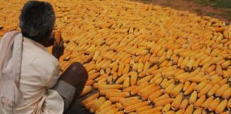 Maize Prices Surge Over 20% Due to Supply Shortfall and Increased Demand