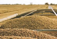 Balancing Act: Fluctuating Soybean Prices in India Struggle Between Correction and Recovery