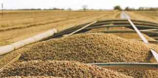 Balancing Act: Fluctuating Soybean Prices in India Struggle Between Correction and Recovery
