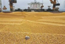 No Immediate Plans to Allow Duty-Free Corn Imports in India