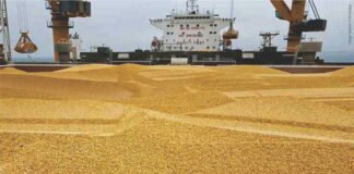 No Immediate Plans to Allow Duty-Free Corn Imports in India