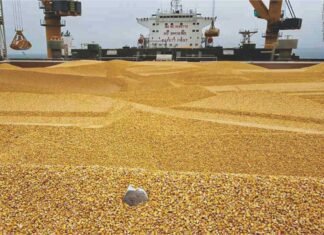 No Immediate Plans to Allow Duty-Free Corn Imports in India