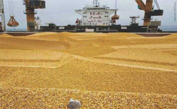 No Immediate Plans to Allow Duty-Free Corn Imports in India