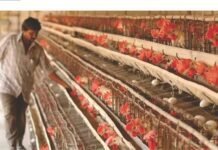 Overview of Indian Poultry Industry