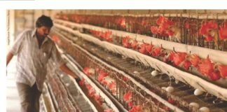 Overview of Indian Poultry Industry