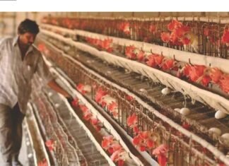 Overview of Indian Poultry Industry