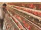 Overview of Indian Poultry Industry
