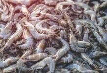 Centre Plans Shrimp Production Output Hub in North-India