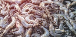 Centre Plans Shrimp Production Output Hub in North-India
