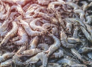 Centre Plans Shrimp Production Output Hub in North-India