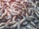 Centre Plans Shrimp Production Output Hub in North-India