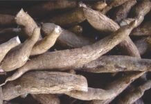 Advisory Issued from Central Tuber Crops Research Institute on Utilizing Tapioca Plant Parts for Cattle Feed