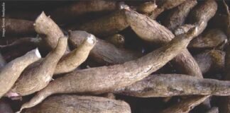 Advisory Issued from Central Tuber Crops Research Institute on Utilizing Tapioca Plant Parts for Cattle Feed