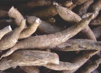 Advisory Issued from Central Tuber Crops Research Institute on Utilizing Tapioca Plant Parts for Cattle Feed