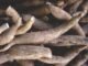 Advisory Issued from Central Tuber Crops Research Institute on Utilizing Tapioca Plant Parts for Cattle Feed