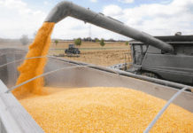 Surging Local Prices Drive a Sharp Decline in Corn Exports Amidst Strong Demand