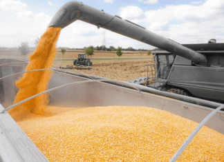 Surging Local Prices Drive a Sharp Decline in Corn Exports Amidst Strong Demand