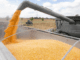 Surging Local Prices Drive a Sharp Decline in Corn Exports Amidst Strong Demand