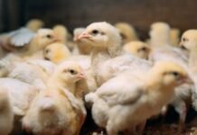Acidomix DF+: An Unique Solution for Improved Productivity and Salmonella Control in Broilers and Layers.