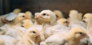 Acidomix DF+: An Unique Solution for Improved Productivity and Salmonella Control in Broilers and Layers.