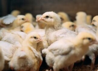 Acidomix DF+: An Unique Solution for Improved Productivity and Salmonella Control in Broilers and Layers.