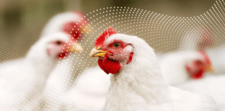 Implementing UV Disinfection as an Antibiotic Alternative in Poultry Farming