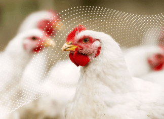 Implementing UV Disinfection as an Antibiotic Alternative in Poultry Farming