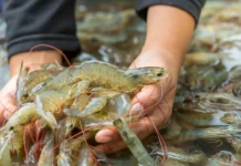 Global Narco Crisis Sparks Surge in Indian Shrimp Companies