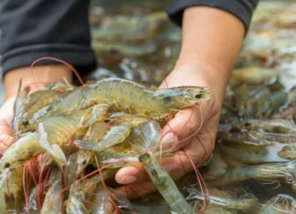 Global Narco Crisis Sparks Surge in Indian Shrimp Companies