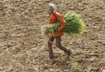 Contemplating Fodder Challenges: A Thought-Provoking Perspective